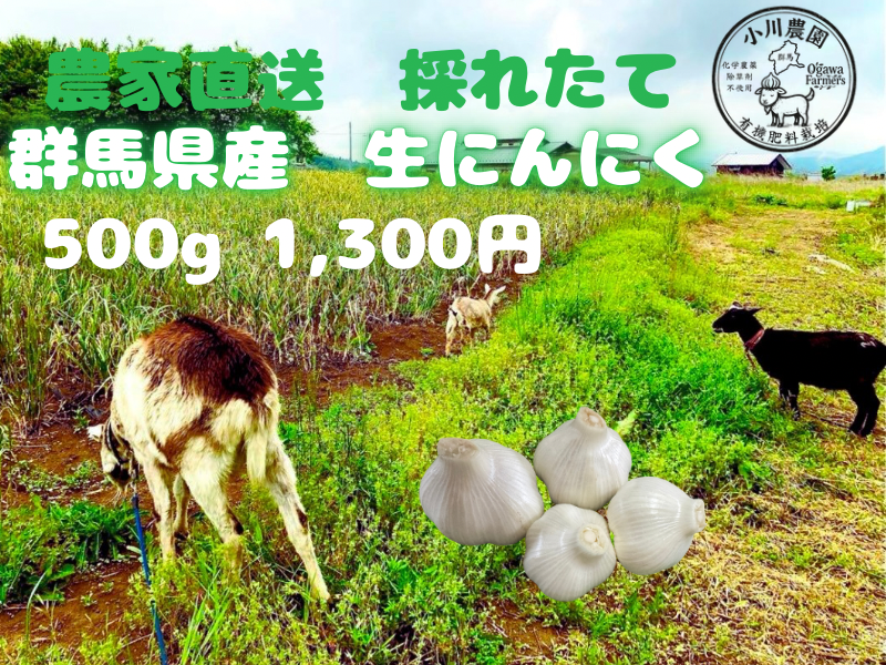 生にんにく　５キロ　愛知県産　令和8年度収穫　残りわずか。 令和8年度 群馬県産 生ニンニク 有機肥料栽培 農薬化学薬品無使用 500g