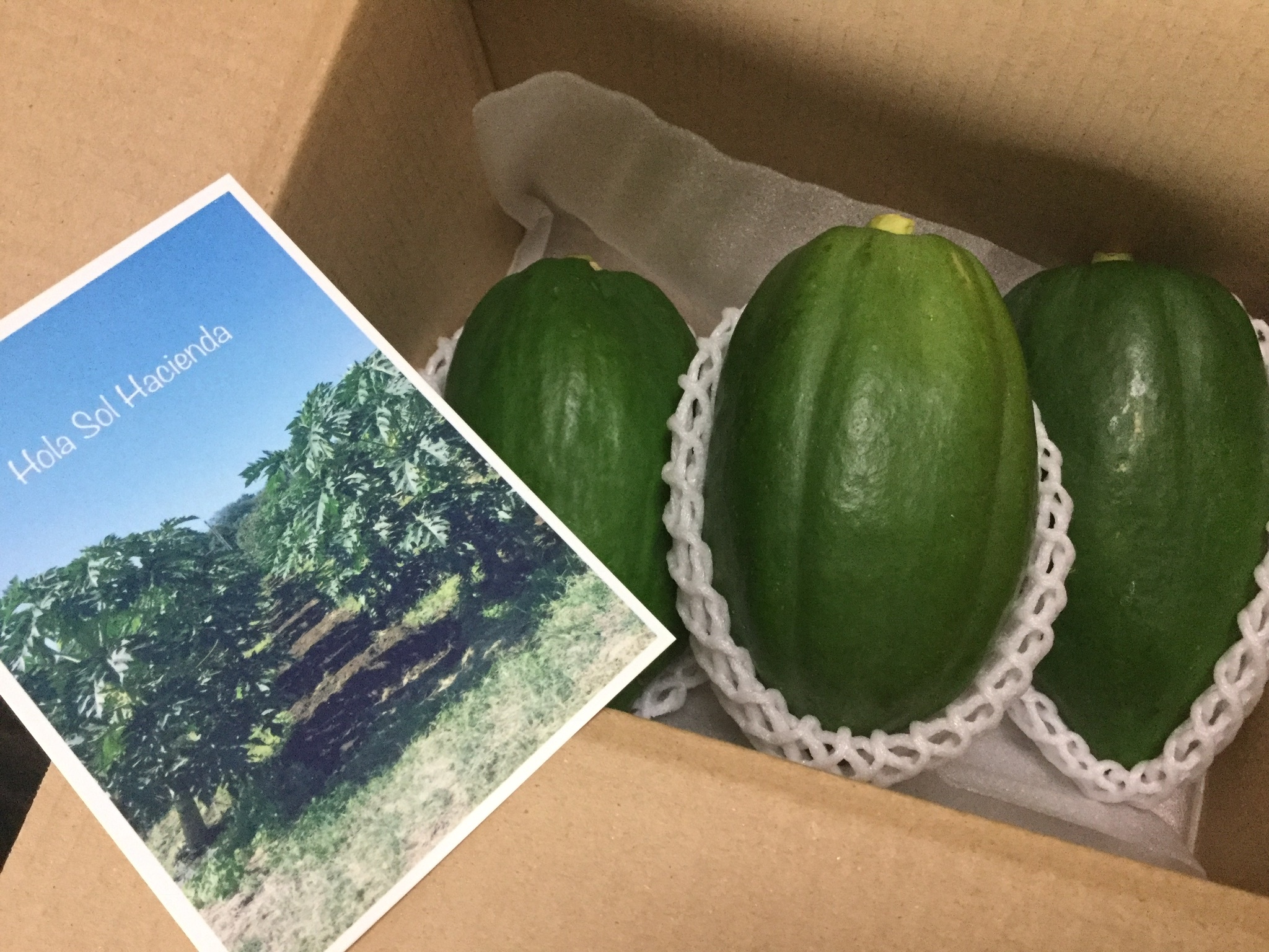 新鮮⭐️パパイン酵素あふれる【青パパイヤ】1kg @旅する野菜：茨城県
