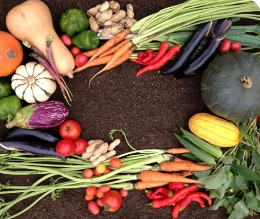 お野菜in富士山麓さん、専用!! 富士山麓！自然栽培野菜セット(なにもいれない）野菜たち10品＋お味噌