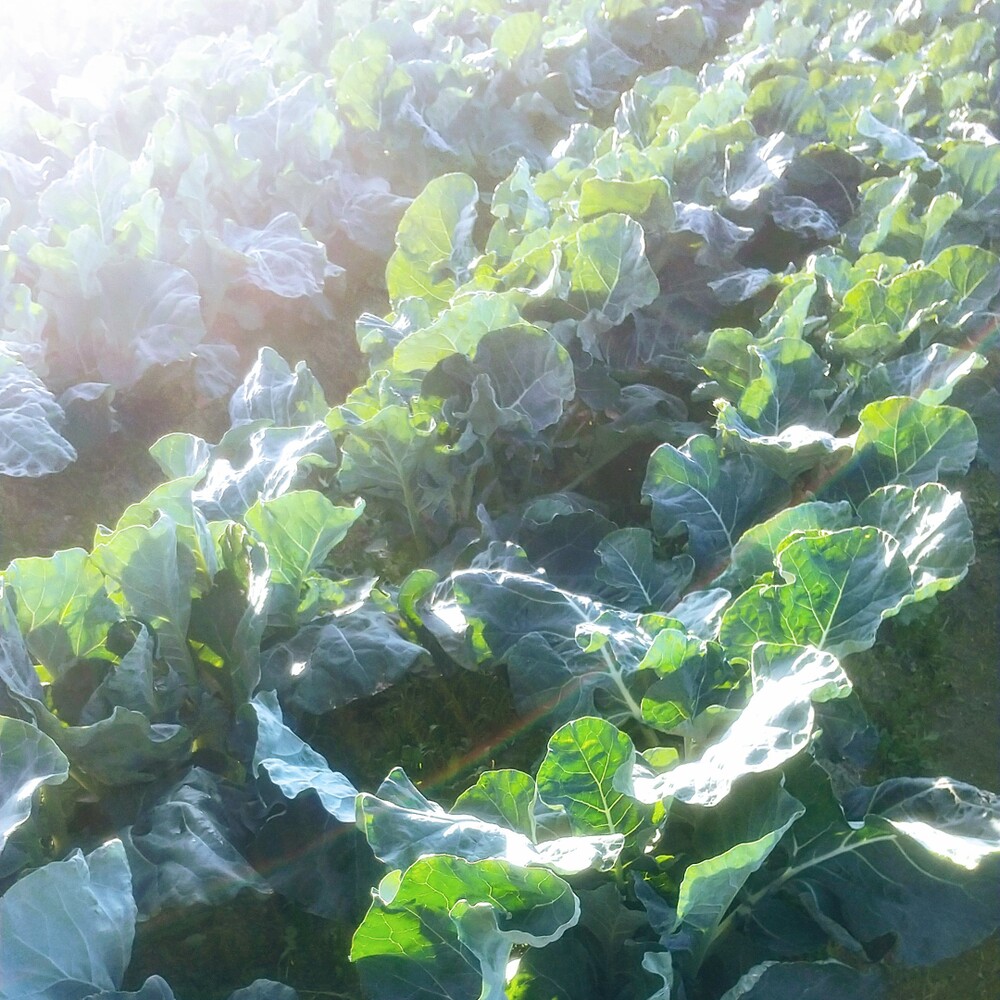 ブロッコリーおすすめ品種第二弾🥦✨｜食べチョク｜産地直送(産直)お