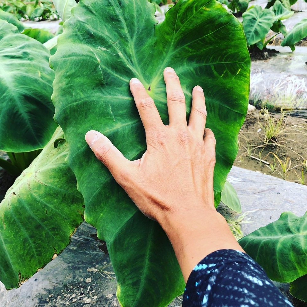 里芋の葉っぱが大きくなってきた 食べチョク 産地直送 産直 お取り寄せ通販 農家 漁師から旬の食材を直送