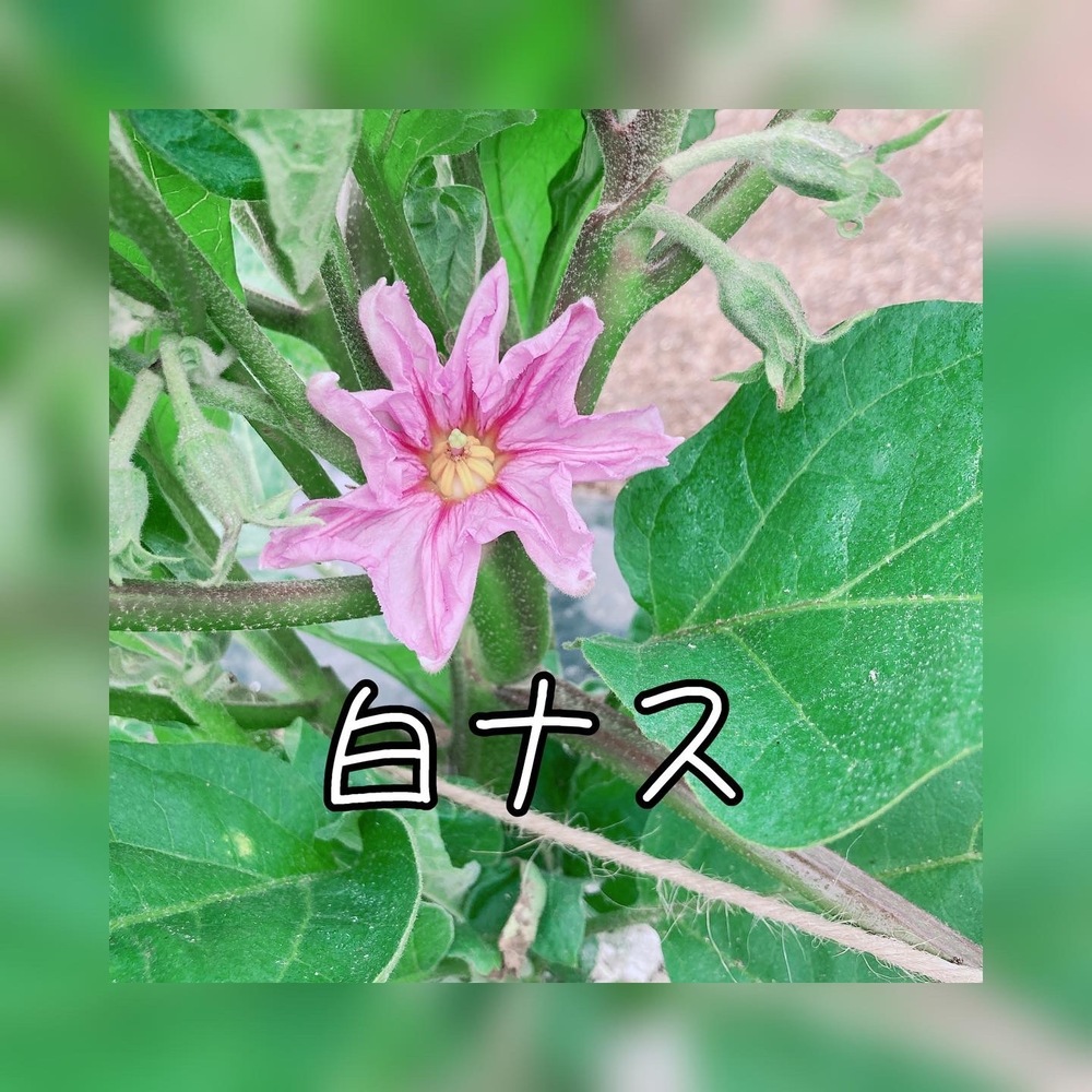 茄子の花 食べチョク 産地直送 産直 お取り寄せ通販 農家 漁師から旬の食材を直送