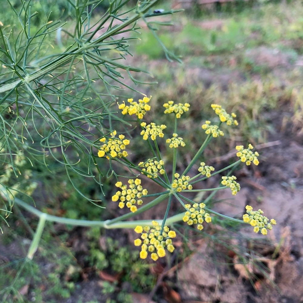 フェンネルの花 食べチョク 産地直送 産直 お取り寄せ通販 農家 漁師から旬の食材を直送