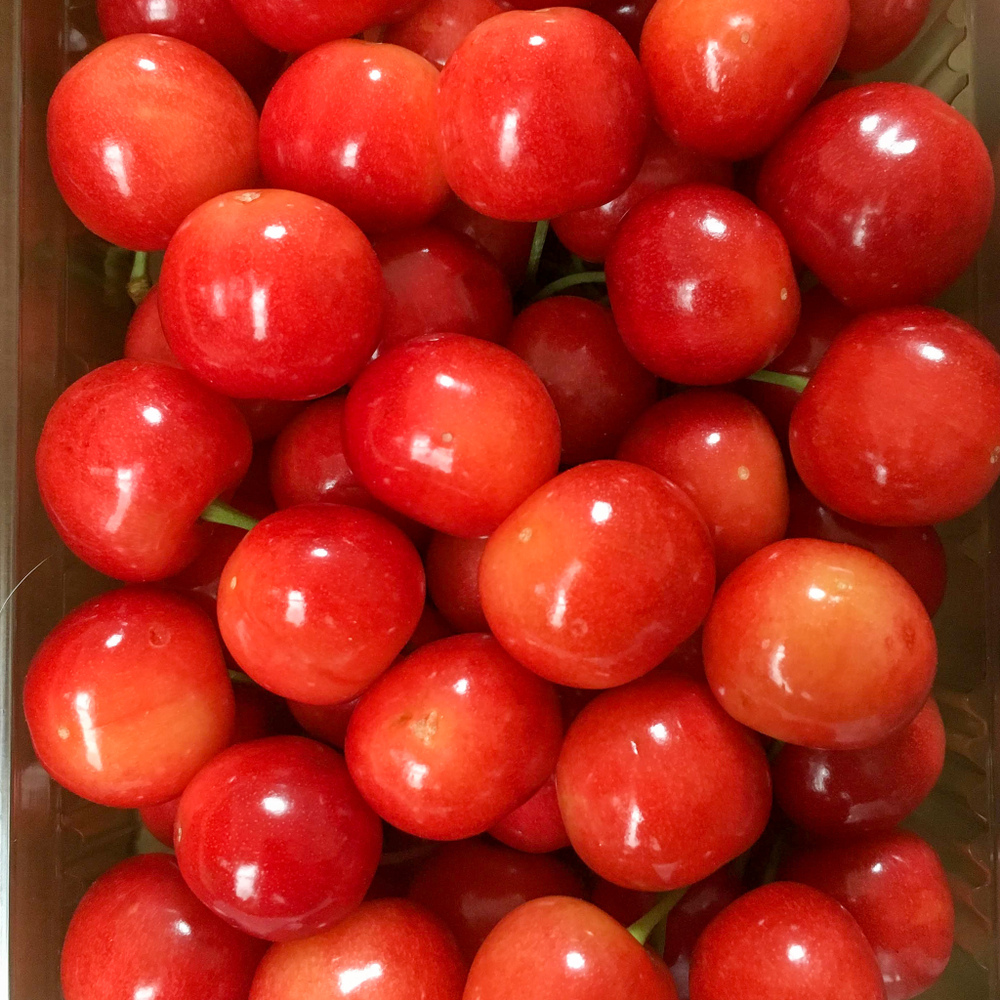 樹になる真紅の宝石 さくらんぼ 佐藤錦 2lサイズ 500g 山形県長井市寺泉産 山形県産 食べチョク 農家 漁師の産直ネット通販 旬の食材を生産者直送