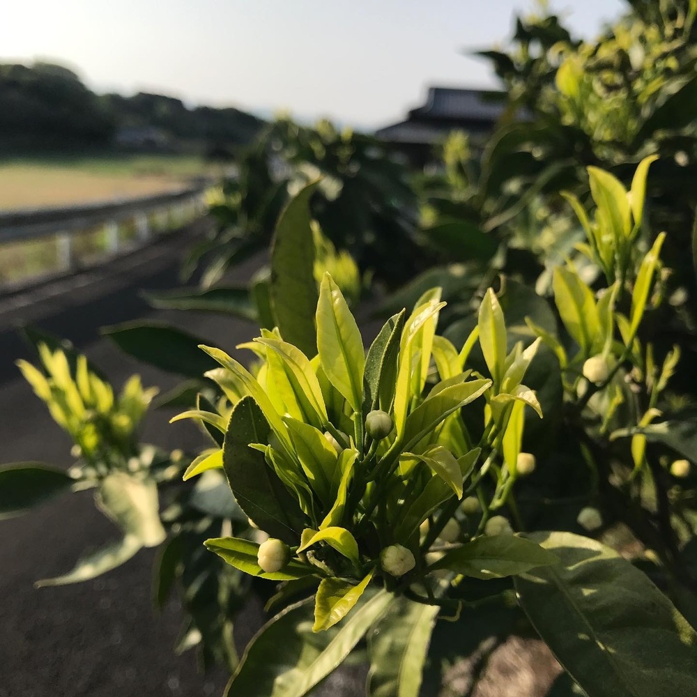 みかんの花芽の現況 食べチョク 産地直送 産直 お取り寄せ通販 農家 漁師から旬の食材を直送