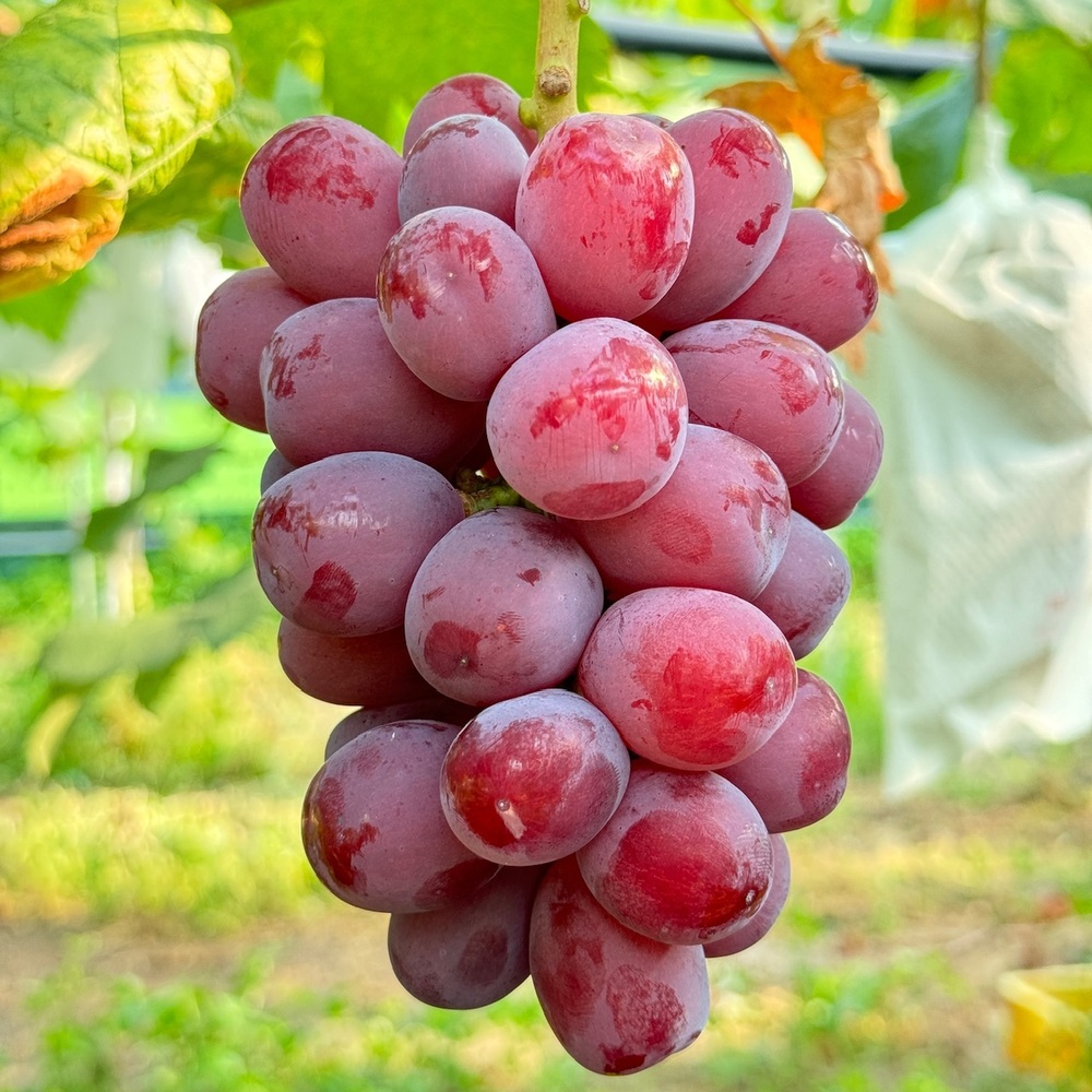 富士の輝き　三点まとめ 深紅に輝く、新たなるシャインマスカット【富士の輝🍇】｜食べ