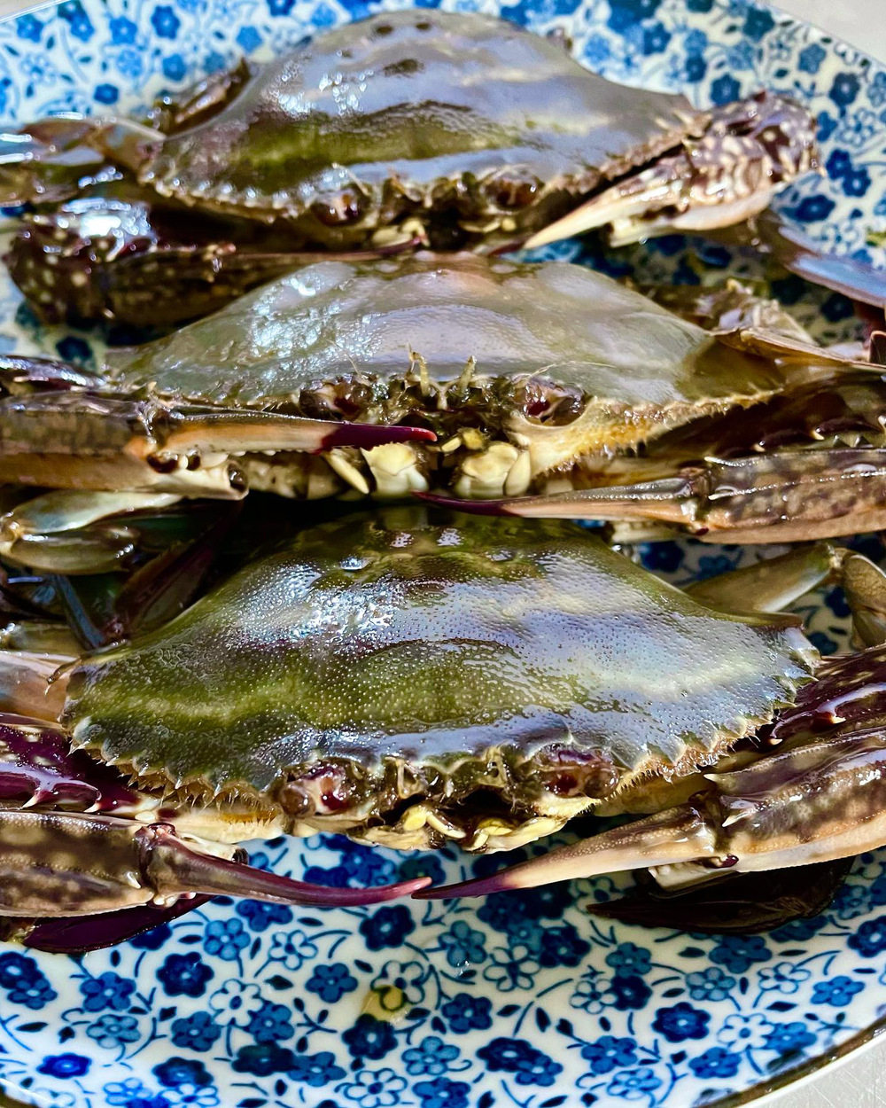 高級魚 マゴチ ワタリガニ漁に本日出航致します 食べチョク 産地直送 産直 お取り寄せ通販 農家 漁師から旬の食材を直送