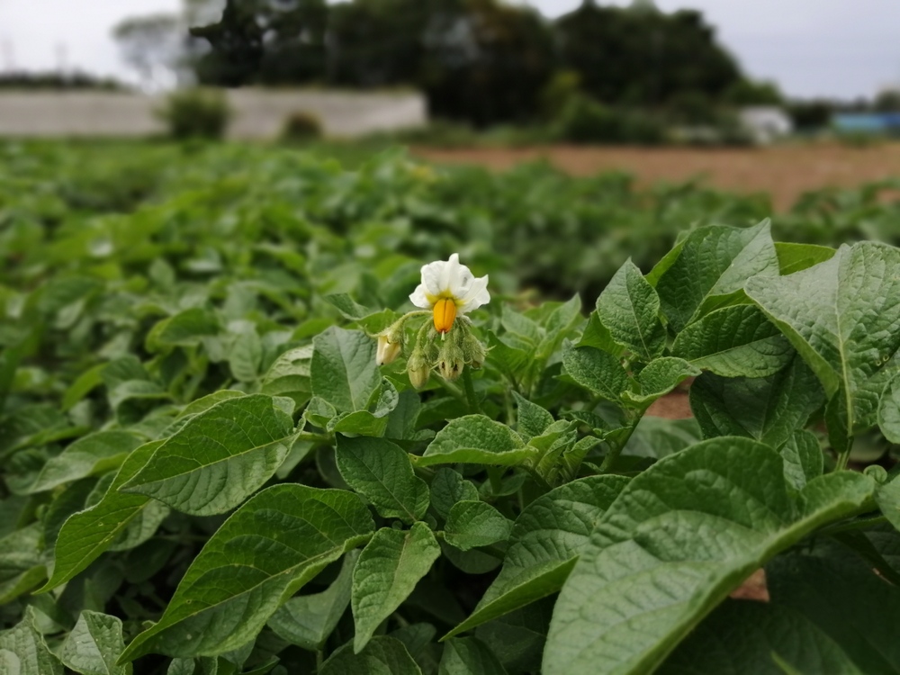 ジャガイモの花 食べチョク 産地直送 産直 お取り寄せ通販 農家 漁師から旬の食材を直送