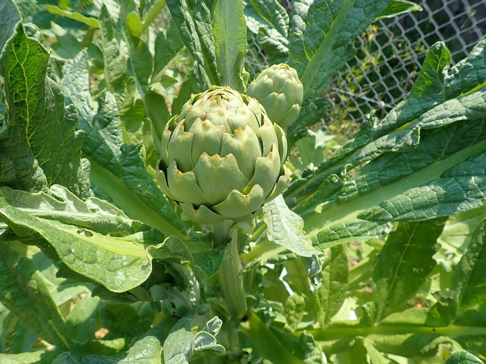 小さめのものばかりなので増量します 西洋野菜 アーティチョーク 1 5 鹿児島県産 食べチョク 農家 漁師の産直ネット通販 旬の食材を生産者直送