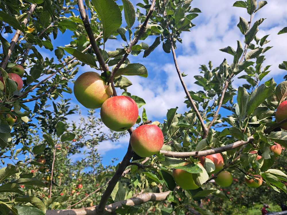 お値下げ陶板 赤りんご Red apple /ウプサラエクビー お値下げ陶板 赤りんご Red apple /ウプサラエクビー お値下げ