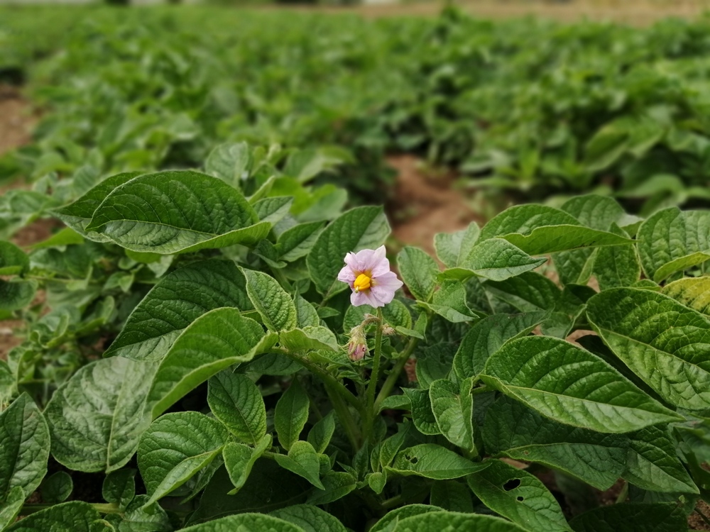 ジャガイモの花 食べチョク 産地直送 産直 お取り寄せ通販 農家 漁師から旬の食材を直送