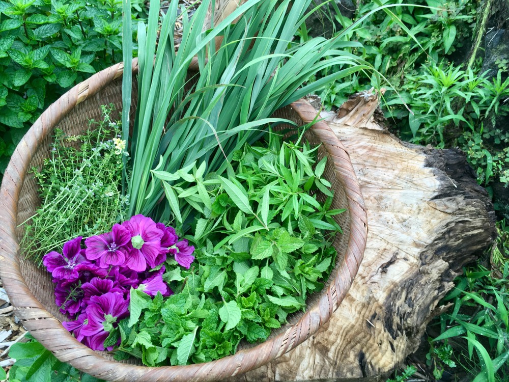 朝摘み 旬のフレッシュハーブティーセット 3 4種 100g 山梨県産 食べチョク 農家 漁師の産直ネット通販 旬の食材を生産者直送