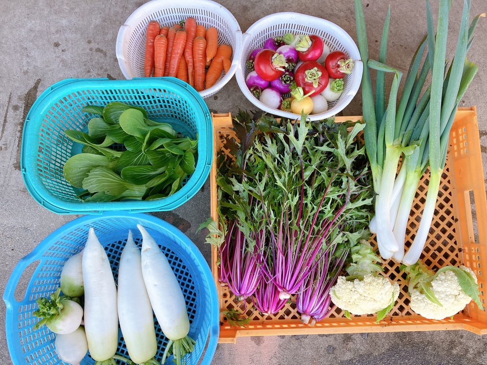 採れたて野菜 食べチョク 産地直送 産直 お取り寄せ通販 農家 漁師から旬の食材を直送