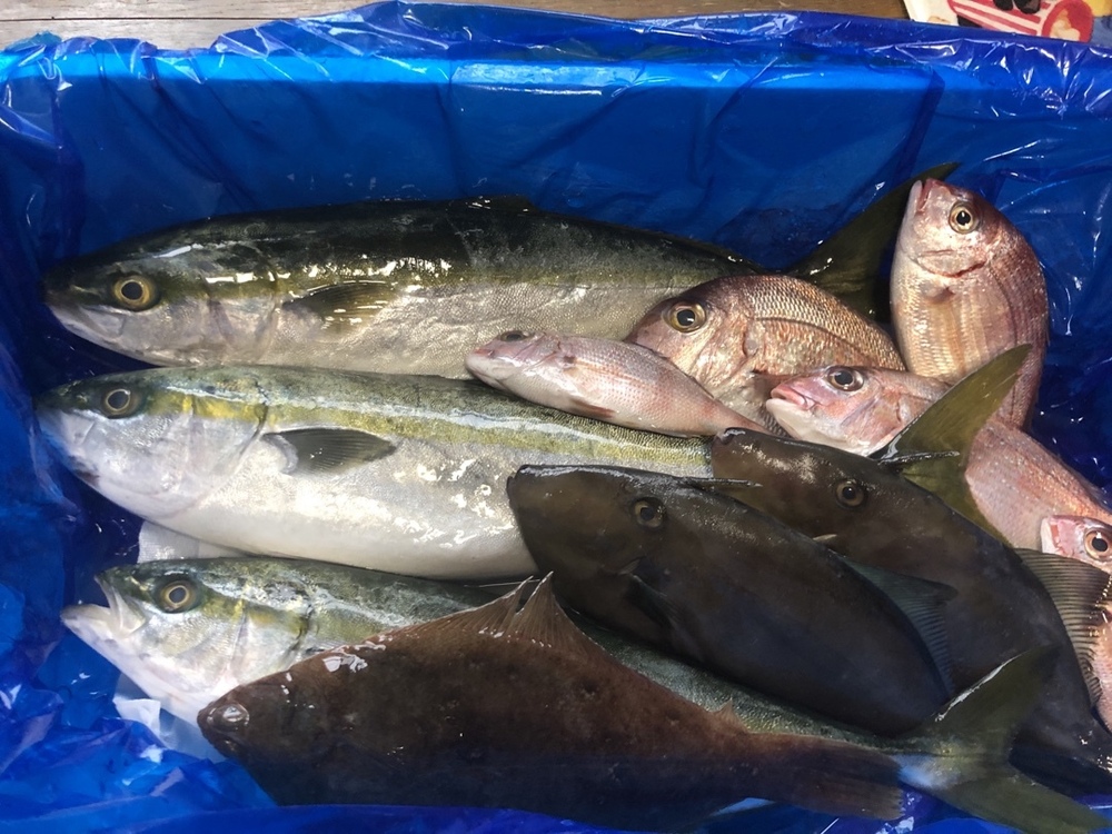 こうちゃんさんが粟島定置さんの 新潟県粟島産 漁師のまかない 未利用魚セット が 届いたよ を投稿しました 食べチョク