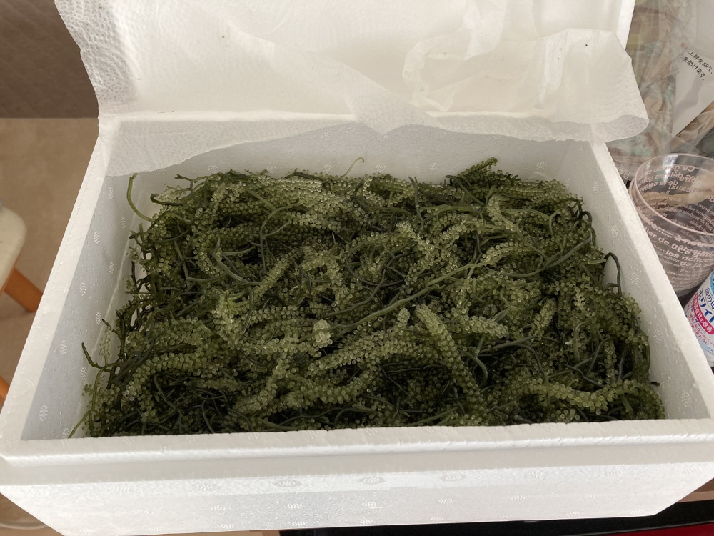 海ぶどう屋さん 富永養殖の紹介 沖縄県 食べチョク 農家 漁師の産直ネット通販 旬の食材を生産者直送