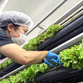 HICOM Smart Farm 泉佐野ファクトリー