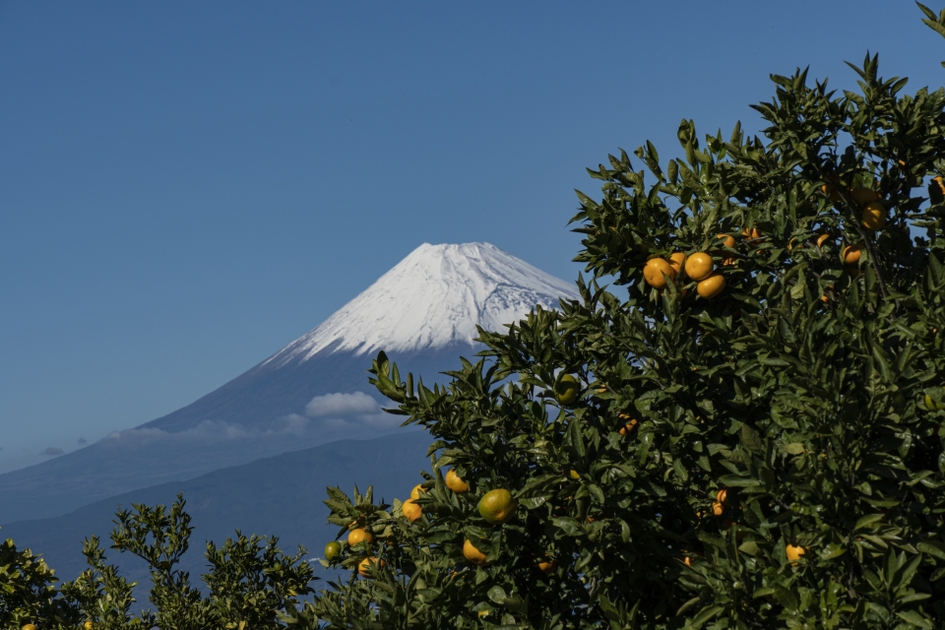 富士山とみかん