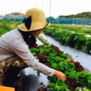 Le Jardin Potager
