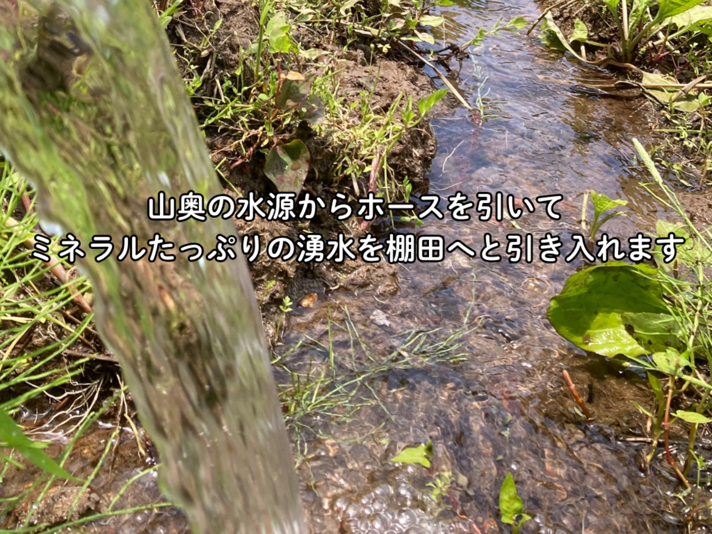 令和8年新米】湧水で育てた棚田米 ひとめぼれ 特別栽培米 玄米 大分県