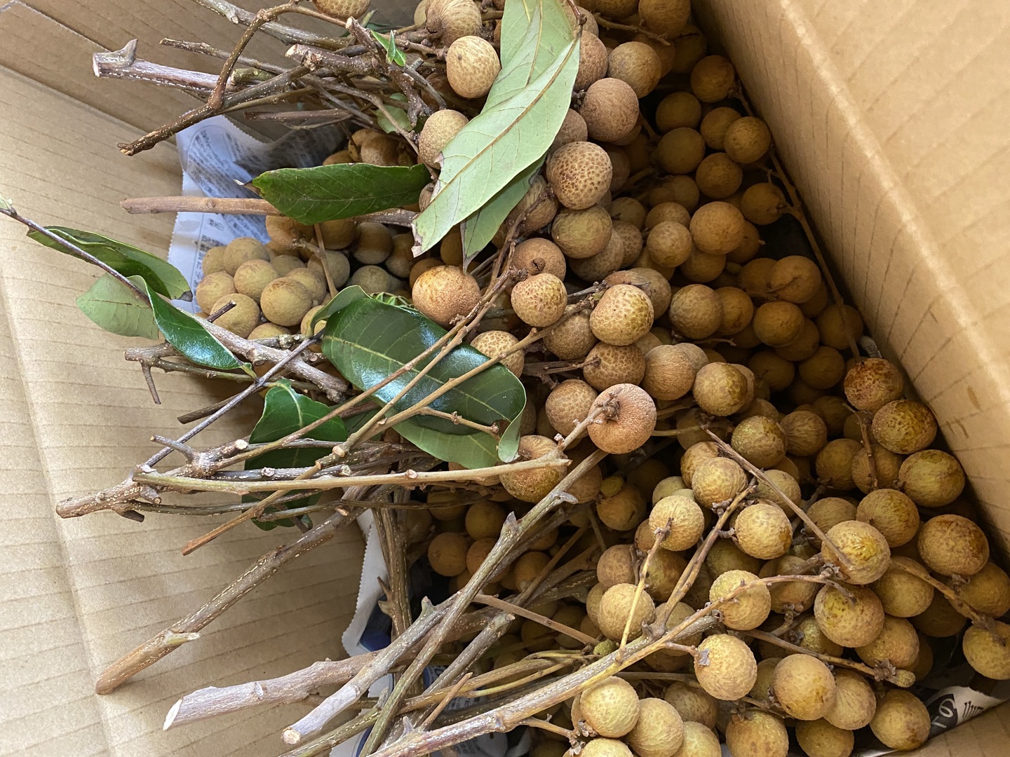 訳あり！石垣島産 赤グアバ 5kg 本日限定価格！訳あり！石垣島産 赤グァバ 5kg 訳あり！石垣島産