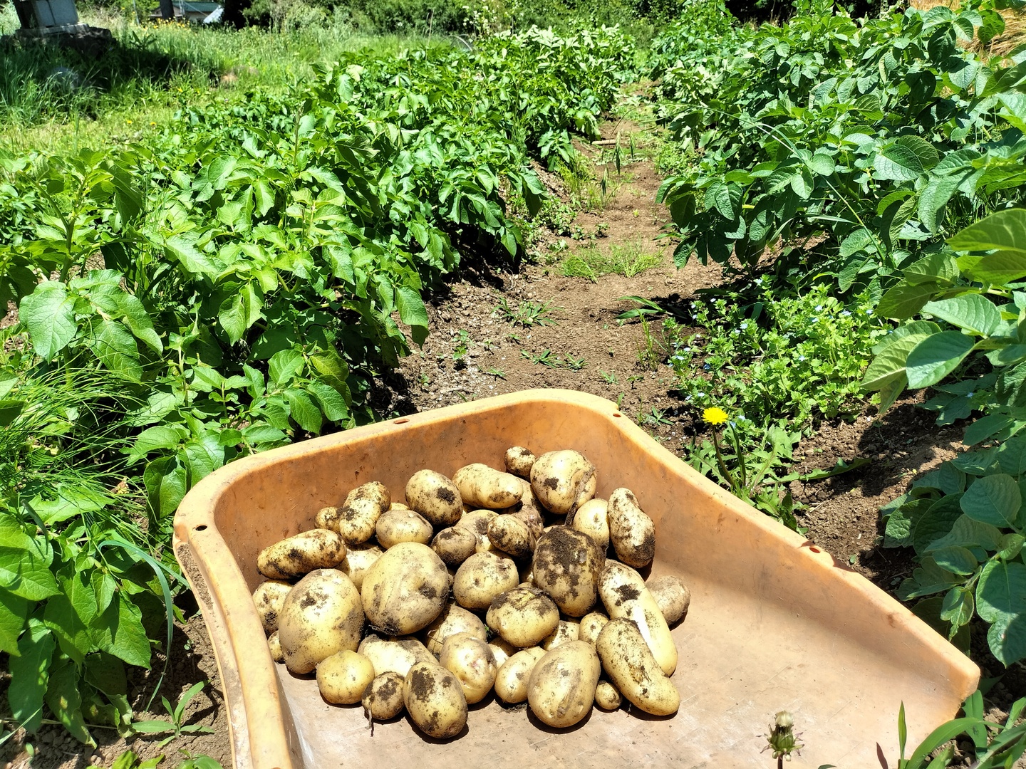 自然栽培】旬の新じゃがいも 3Kg：山梨県産のその他じゃがいも