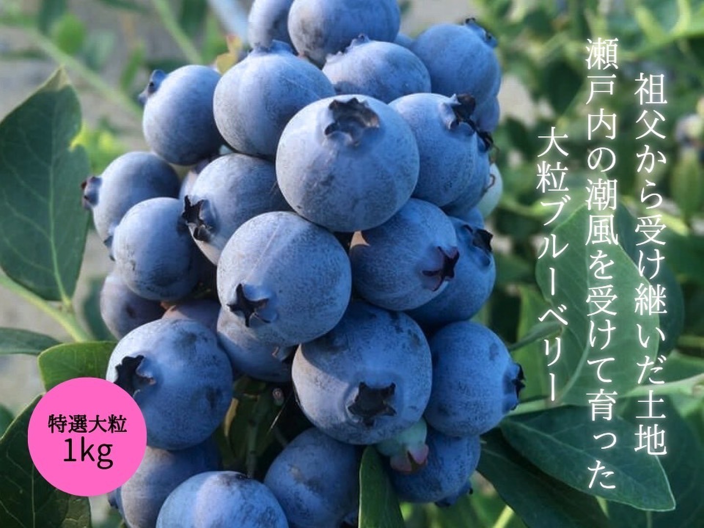 ☆令和7年 生ブルーベリー☆農薬不使用 3㌔ hug'u 農薬不使用、国産冷凍ブルーベリー3kg 【税込、送料別】 | トム
