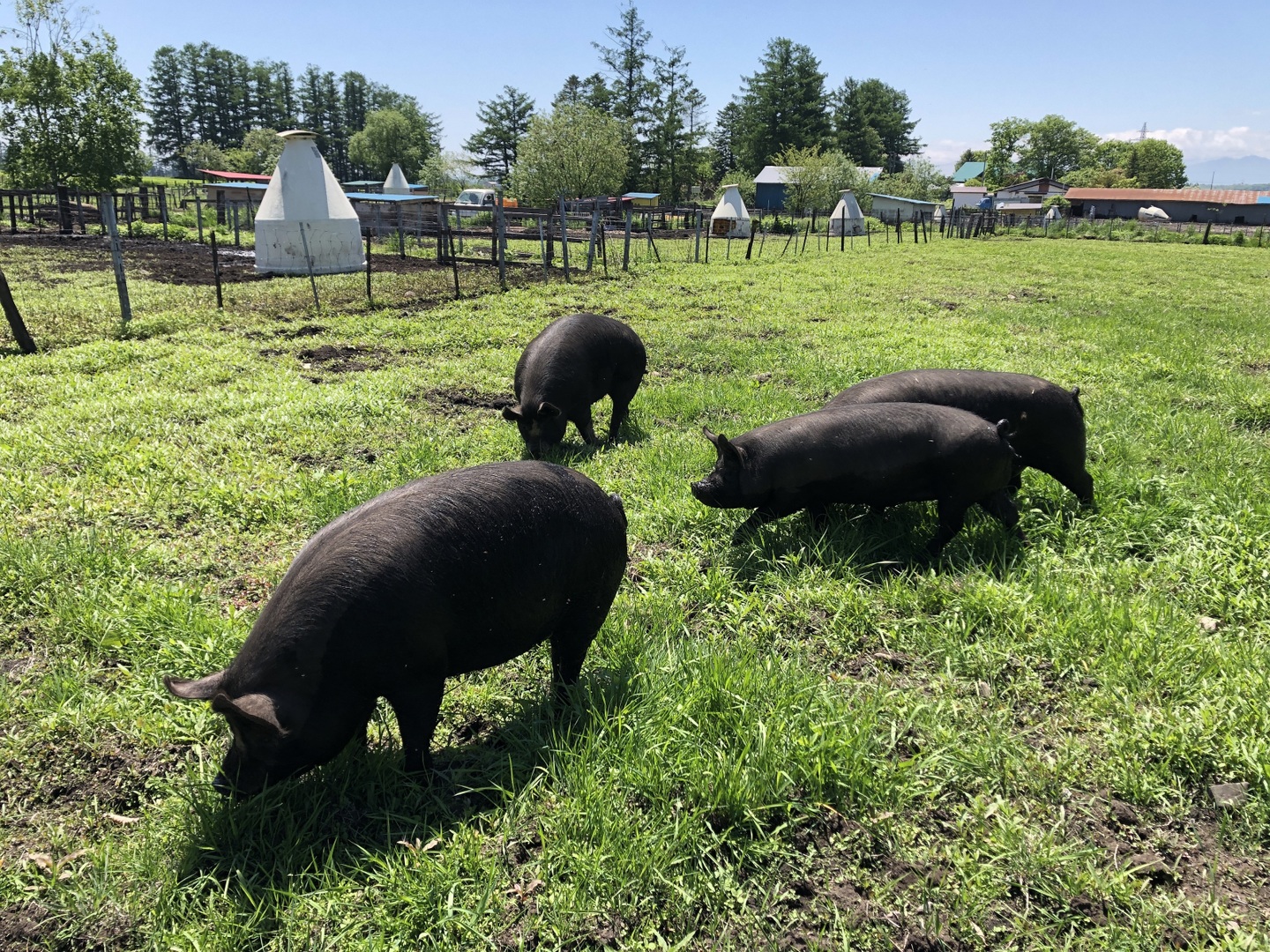 〜黒豚さん専用〜 鎌倉PIGPARK & 横浜PIGPARK HOTEL | 夏のおやつの定番スイカ🍉種