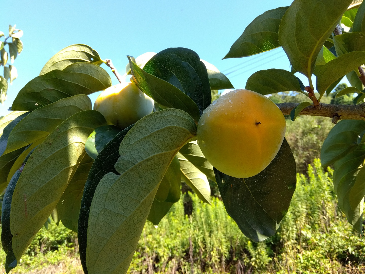 クール便発送　激甘干柿3kg 柿の専門