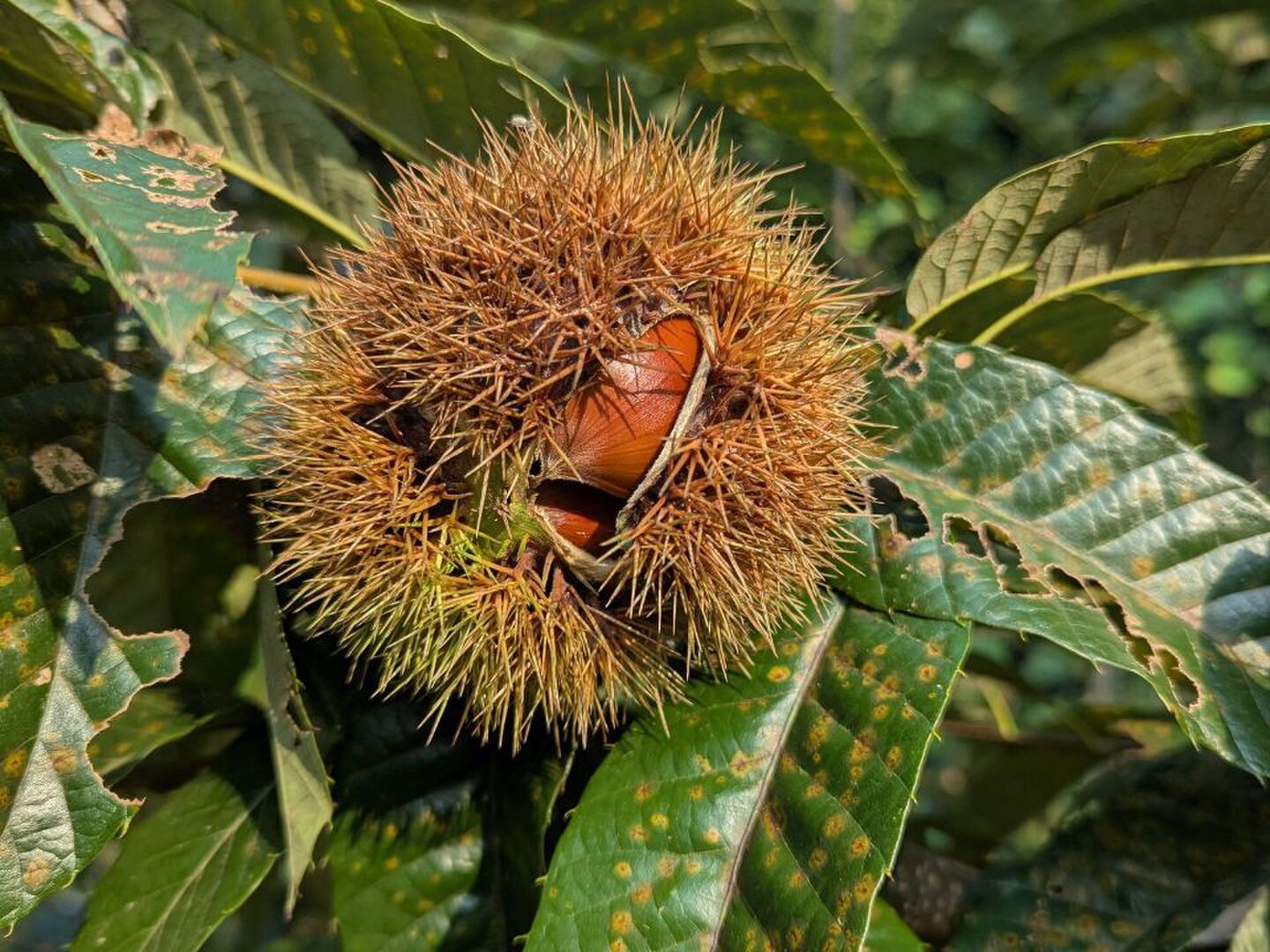 茨城県産 栗の王様「利平栗」4L1kg+α 初出店 感謝価格 数量限定