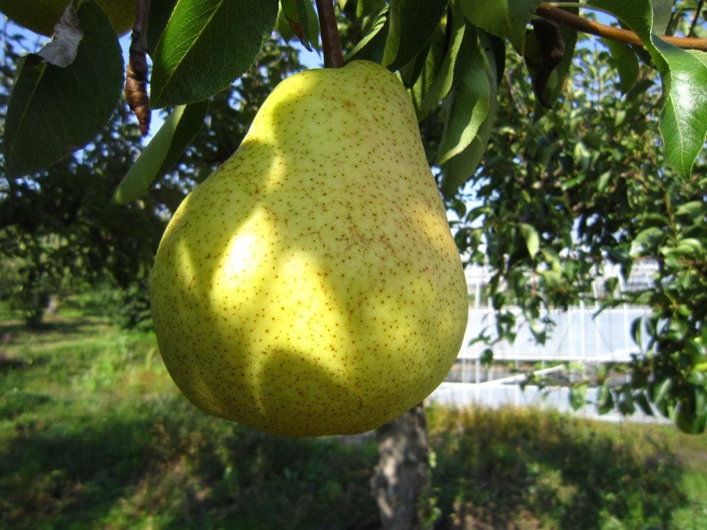 青森県南部地方産 硬い洋梨(バートレット)総重量 大量約20kg大きさまちまち① 樹上完熟洋梨(バートレット)大きさLサイズ(12玉ぐらい) 総重量 約4