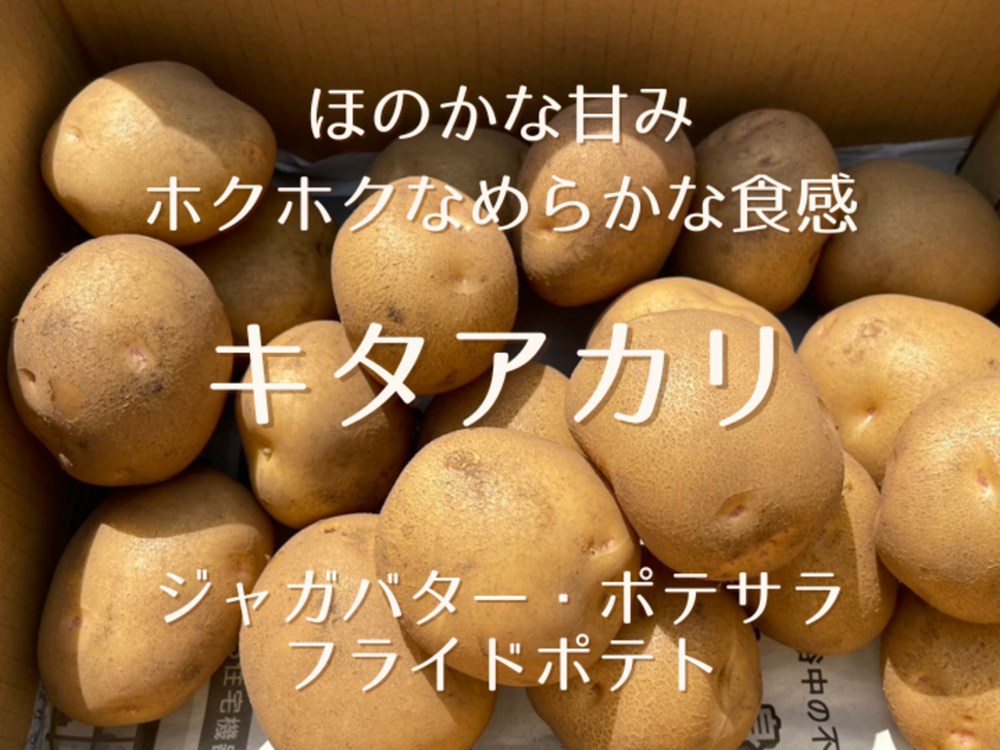 新ジャガ】キタアカリ2kg弱（M/Lサイズ混合お任せセット