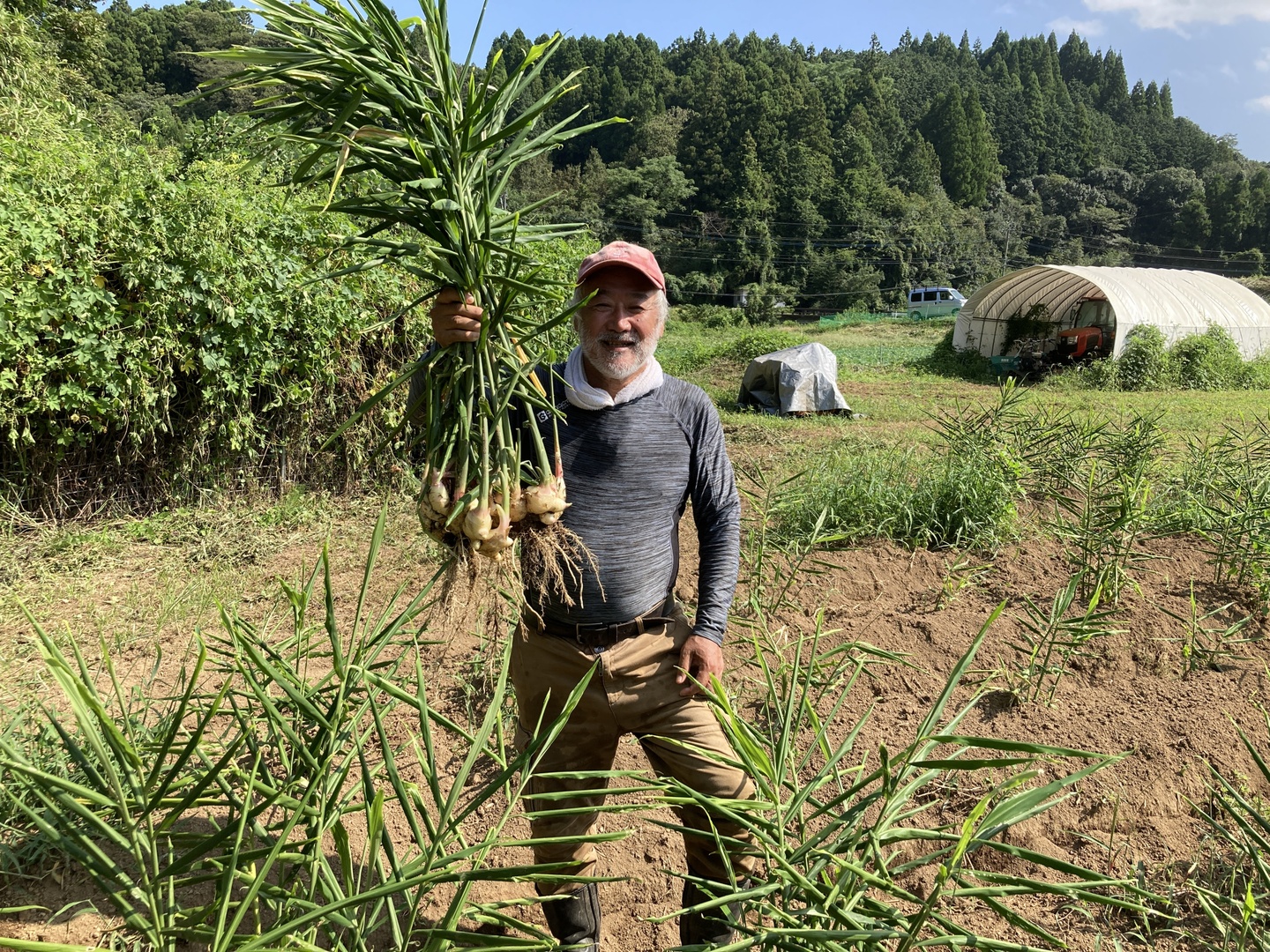 新生姜　薬味　おすすめ　箱込　117 新生姜 薬味 おすすめ 箱込 117 生姜専門店GINGER FACTORY / 新生姜