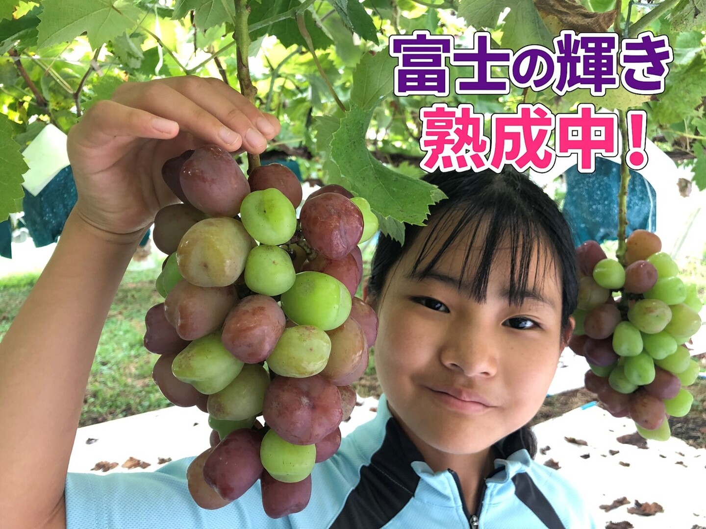 希少で贅沢3色セット4房入り】農薬削減「富士の輝」「シャイン