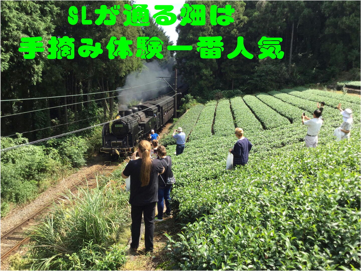 新茶】狭山茶☆茶畑直販 煎茶3本(令7年産)一番茶 深蒸し茶 緑茶