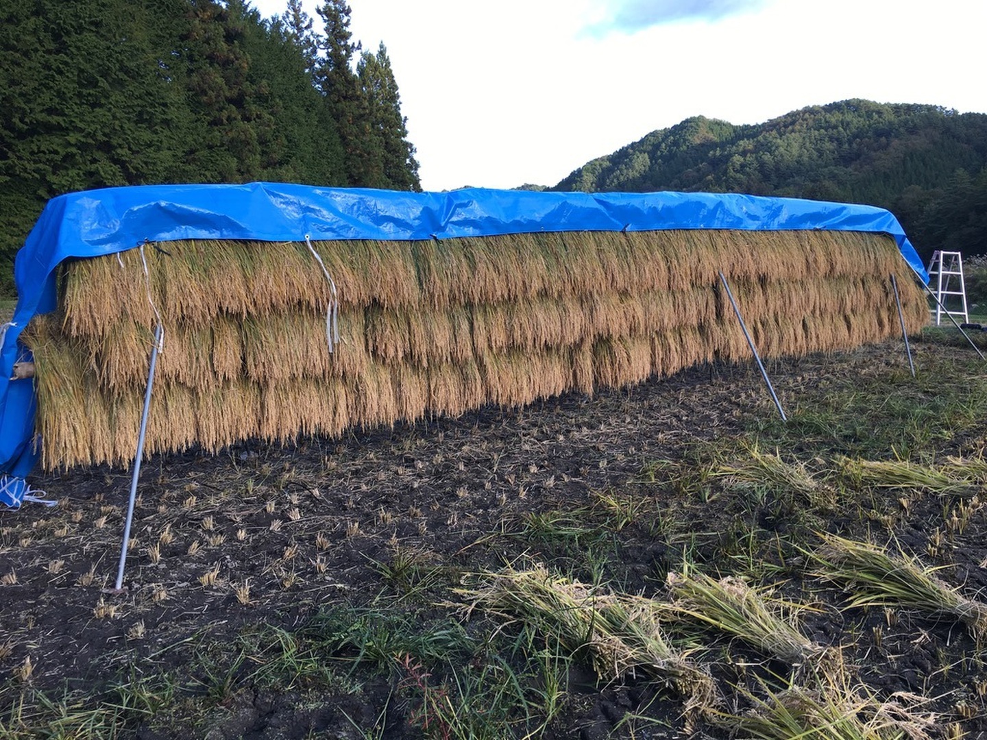 ハザ掛け天日干し！標高900m、清涼な水で育てた「コシヒカリ」玄米