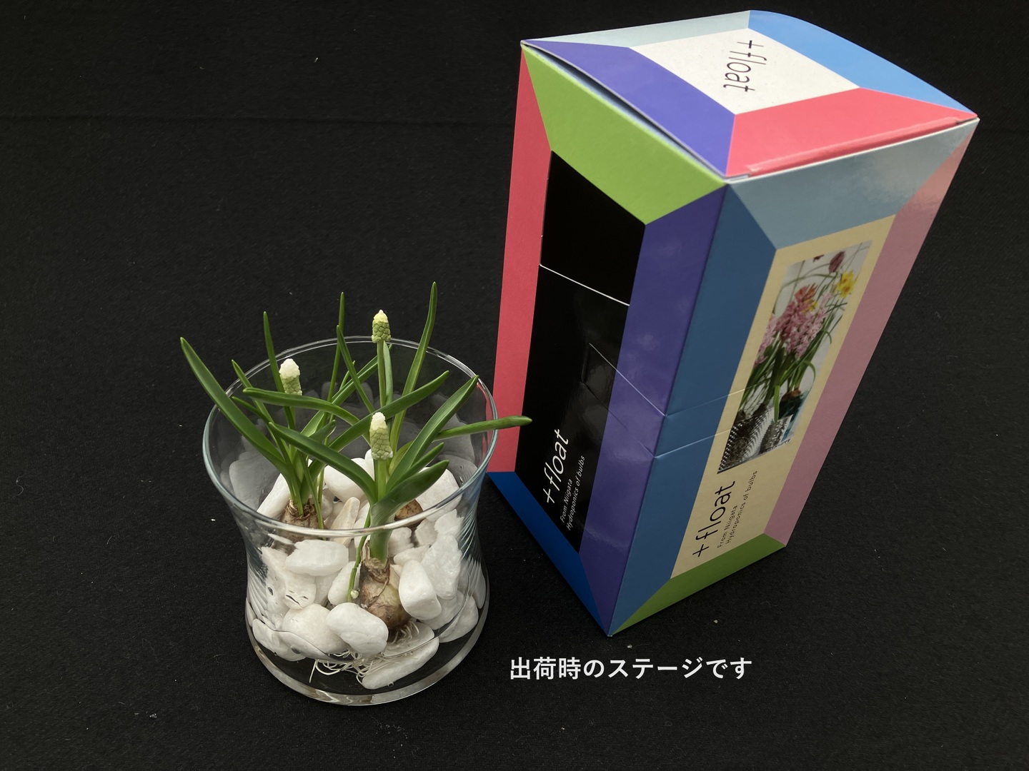 All flowers⭐️新品レア含む6枚set⭐️ムスカリ　クローバー　カモミール All flowers⭐️新品レア含む6枚set⭐️ムスカリ クローバー