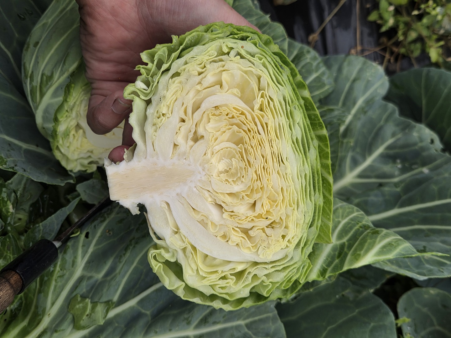 自然栽培キャベツ 2キロ前後：青森県産の野菜｜食べチョク｜産地直送