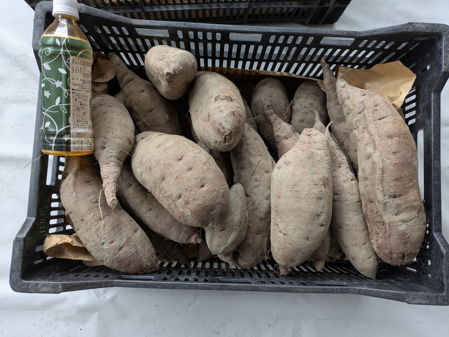 【爆買い！】 規格外】鮮やかな紫色！紫芋（あやむらさき）4.9kg Lサイズ、2L その他