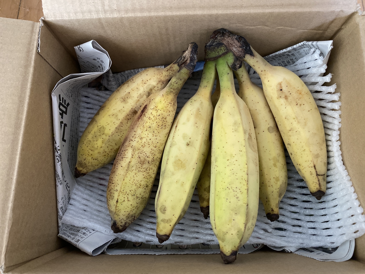 朝市限定】【味に自信あり！】もぅ普通のバナナに戻れない