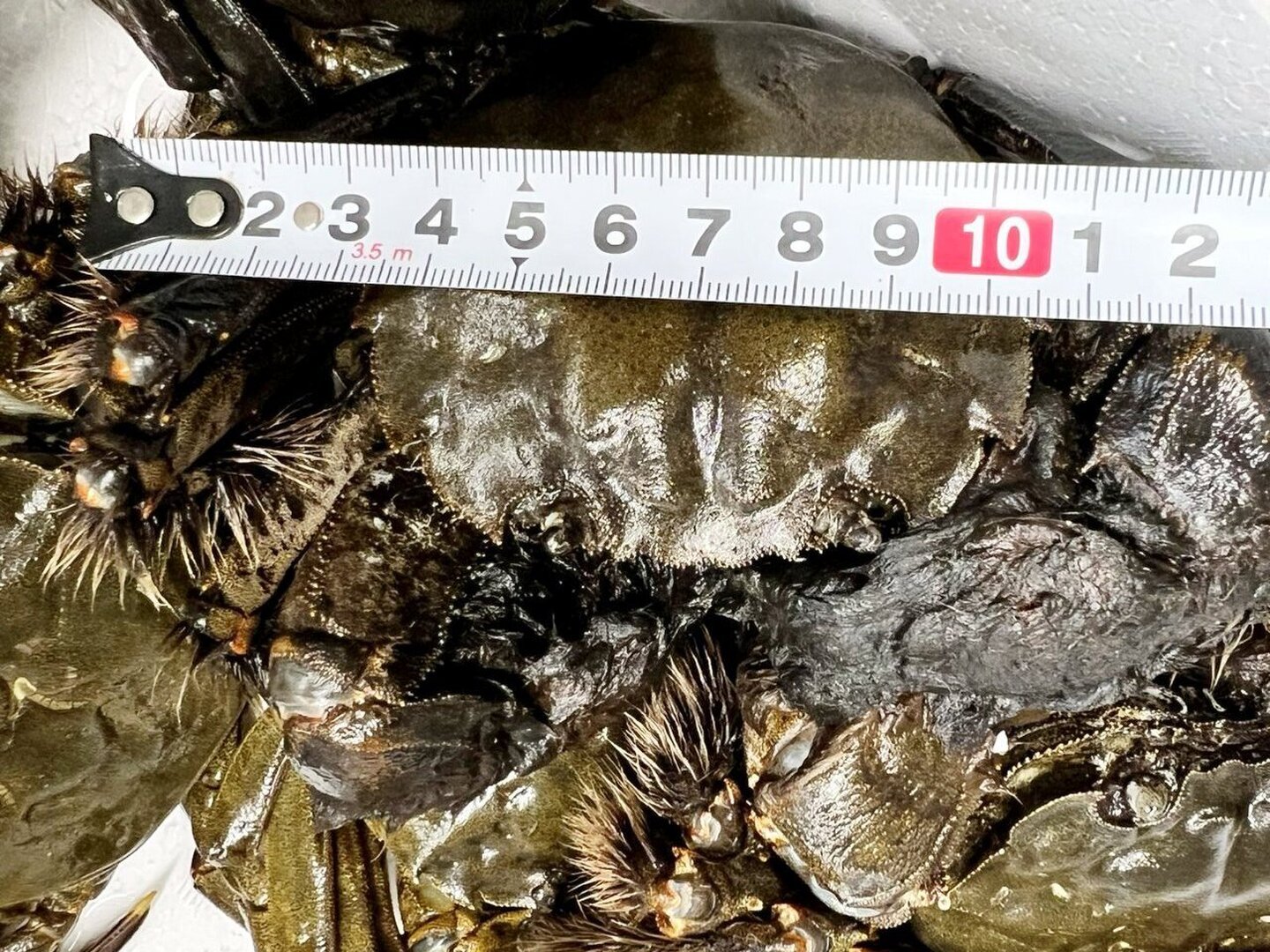 モクズガニ ｢4キロ｣ 🧊急速冷凍モクズガニ🦀大サイズ4kg(目安18-30杯) 2kg入り×2箱