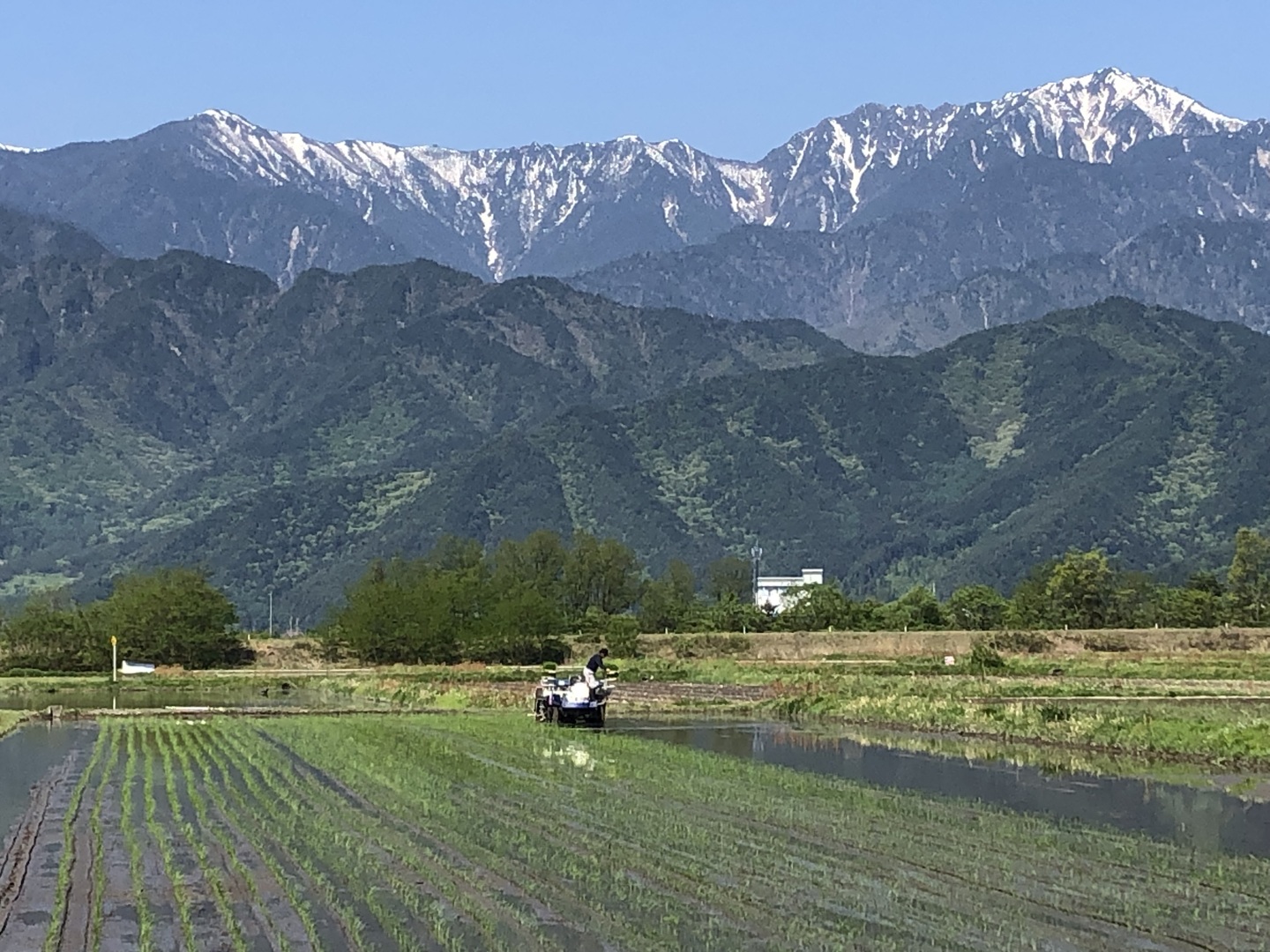 ナナヒカリ 新潟産コシヒカリ ZIPパック 2kg 令和7年産 新米 | 越後の稲穂屋