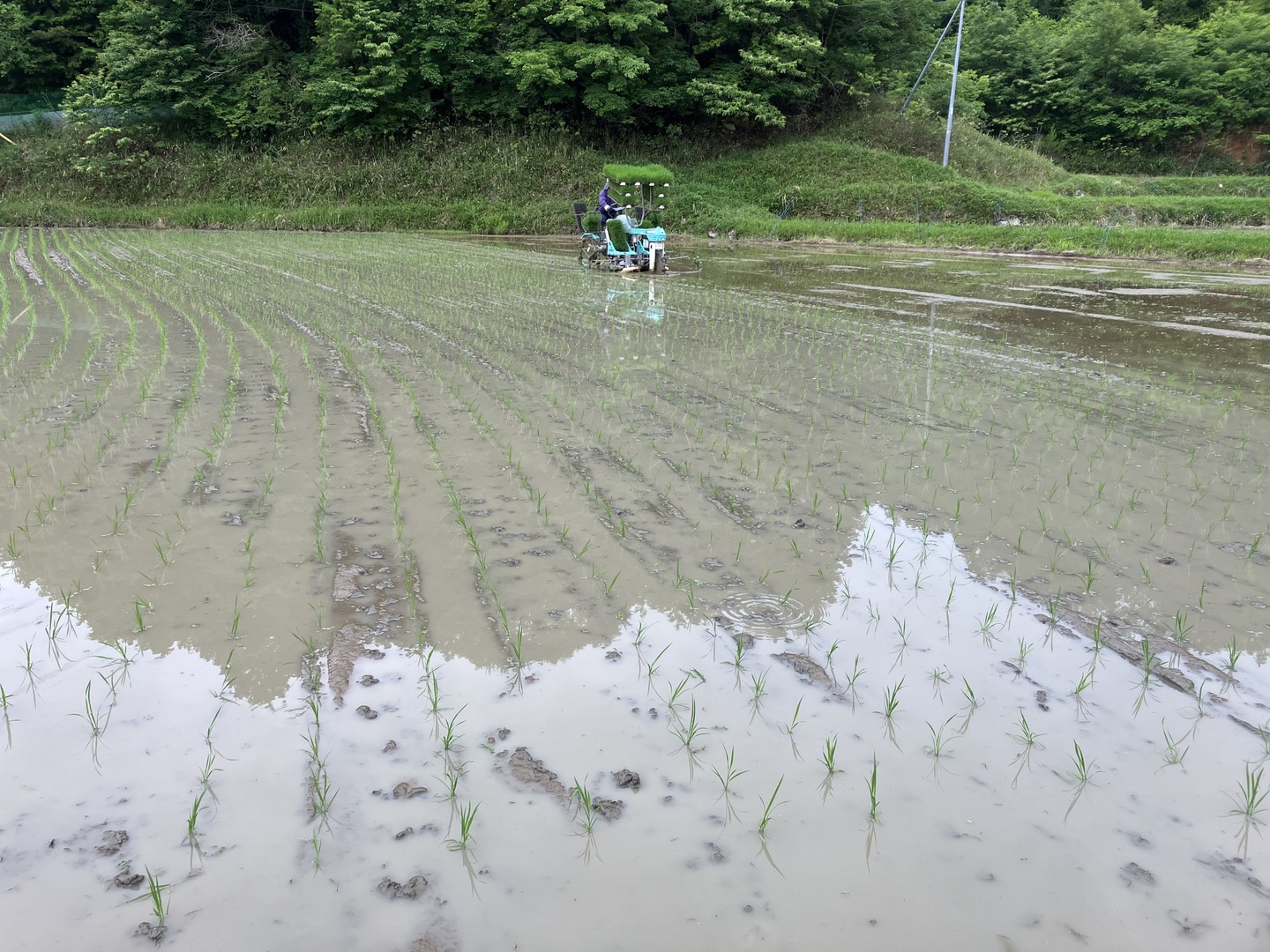 農薬不使用 玄米 希少な朝日米 R7年産 2kg×5袋 化学肥料不使用 里山の