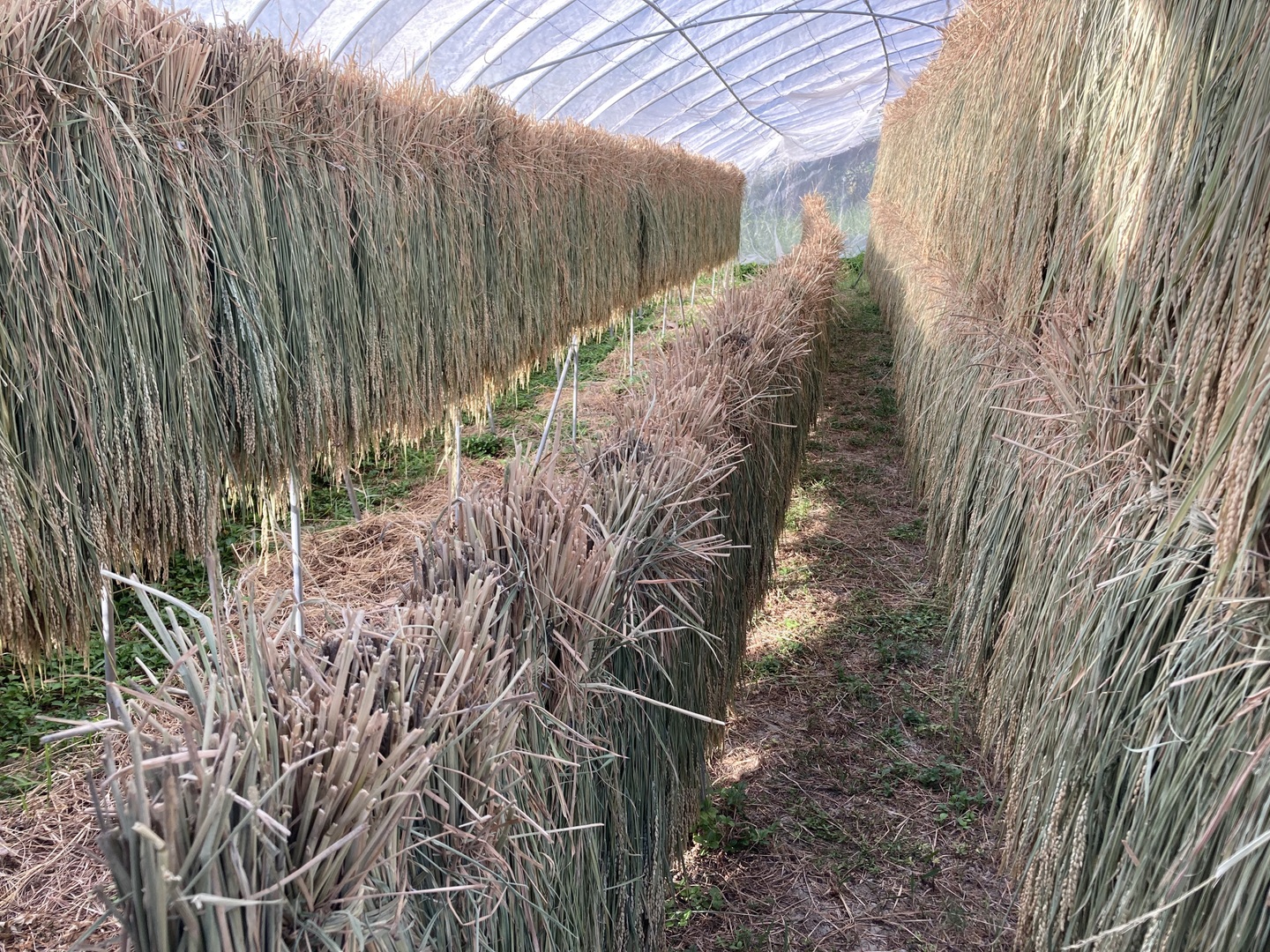 稲わら30束 天日干し新米 自然栽培(農薬肥料除草剤一切不使用）：沖縄