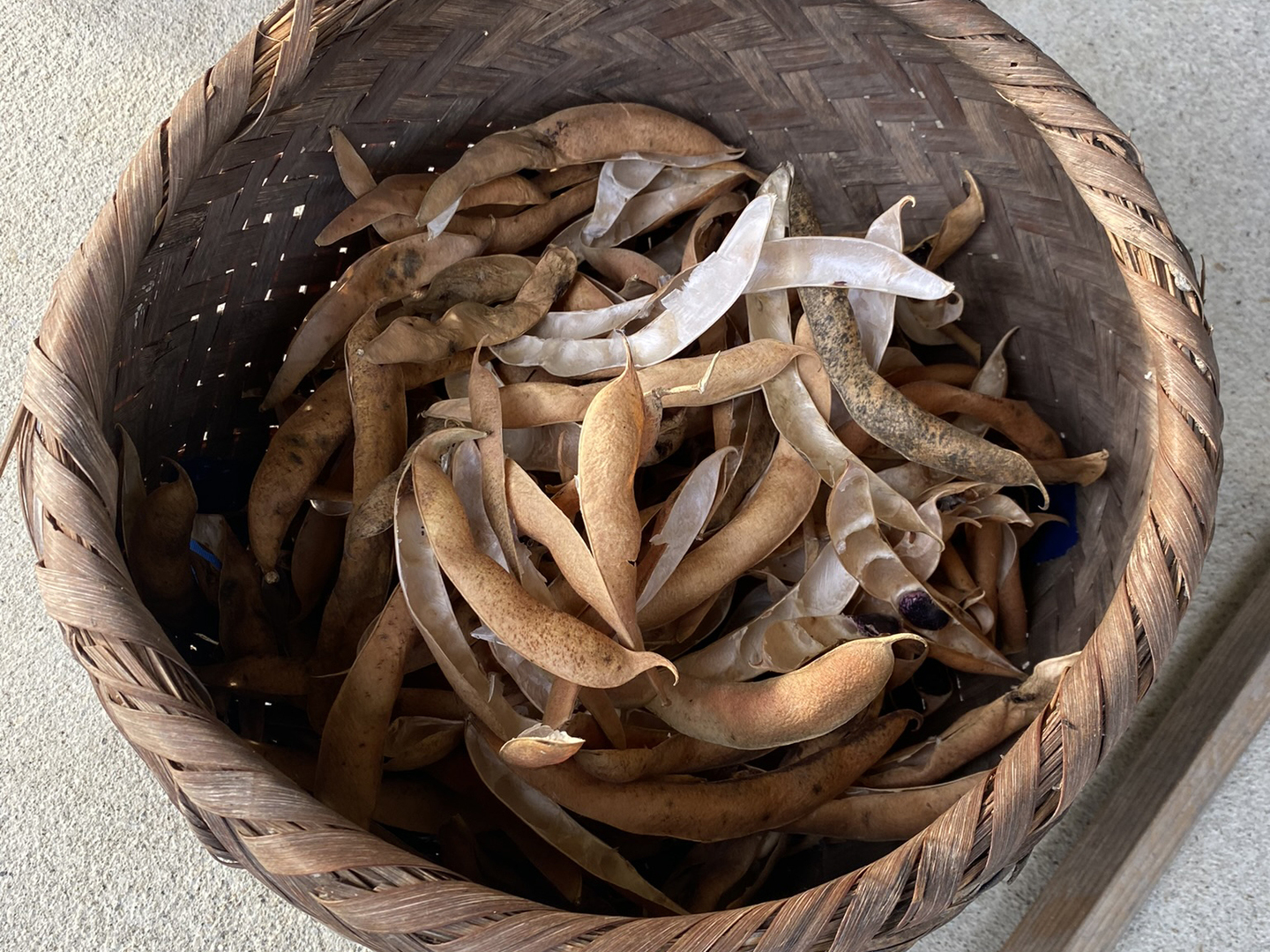 ふっくら!山育ち紫花豆*農薬化学肥料不使用*300g:長野県産 ふっくら!山育ち紫花豆*農薬化学肥料不使用*300g:長野県産