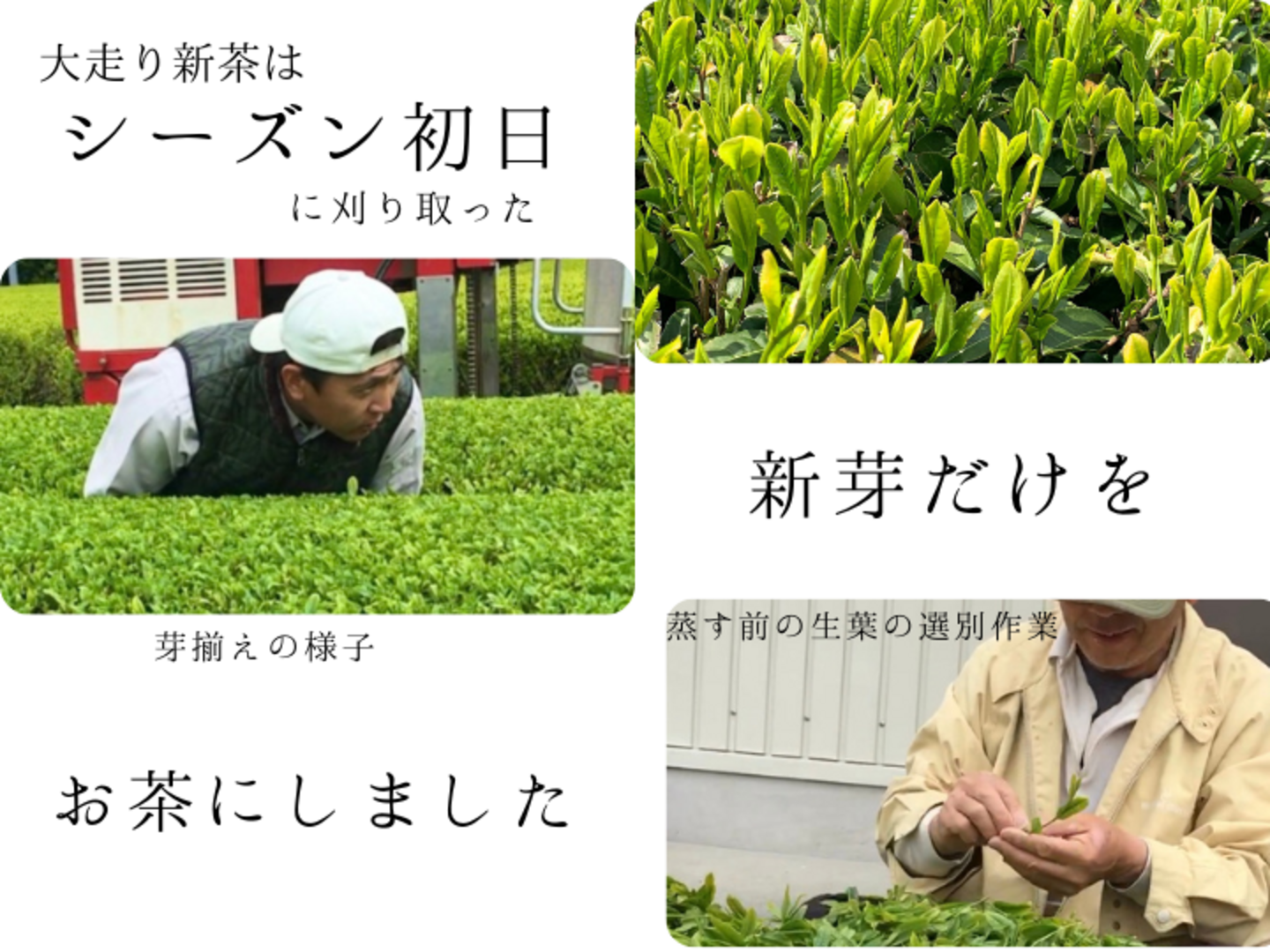 メール便>最上級ランク”大走り”新茶100g 限定30本 深蒸し 静岡