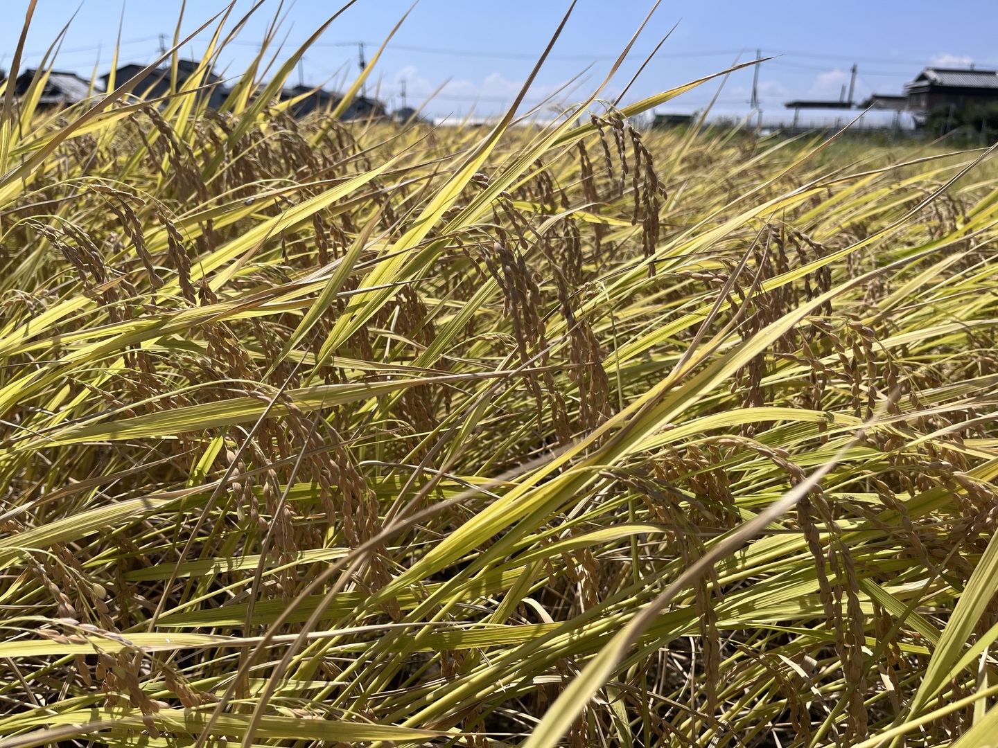 高知県産✨「令和6年度産新米」✨24キロ 🌾※令和6年新米※高知産コシヒカリ 4.5kg 出荷直前に精米：高知県