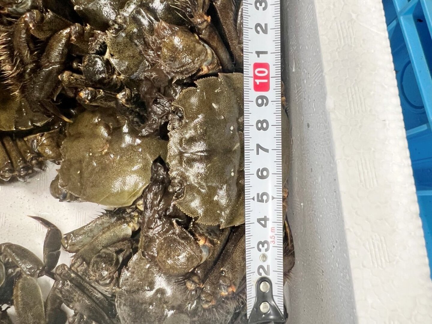 🧊急速冷凍モクズガニ🦀大サイズ6kg(目安27-45杯) 2kg入り×3箱
