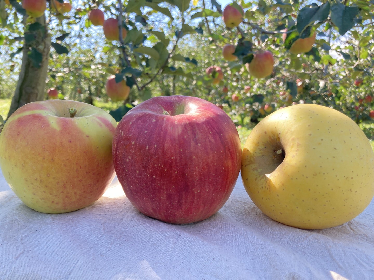 贅沢3品種ミックスりんごBOX】信州安曇野産りんご5kg家庭用🍎12個～20