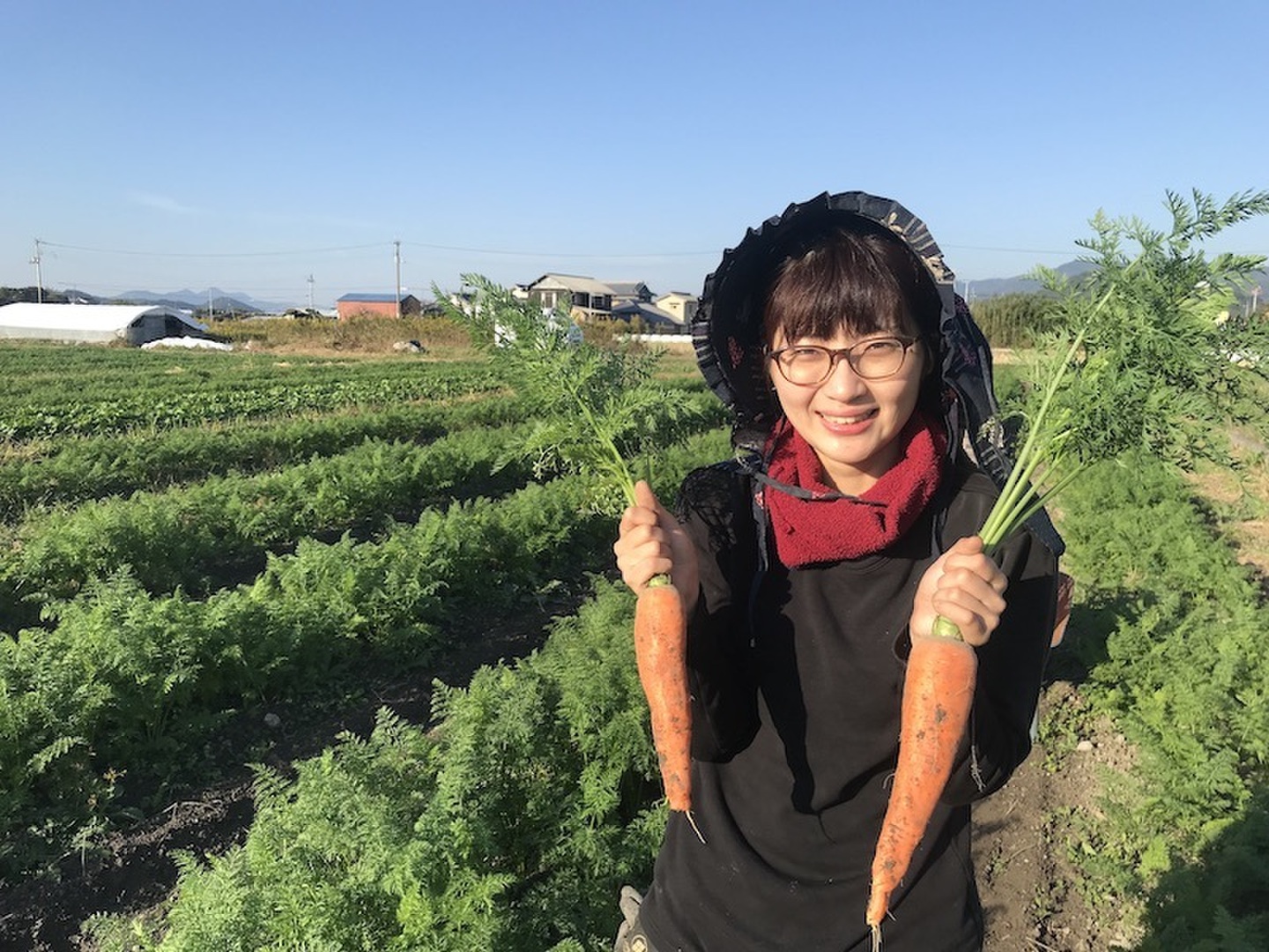 有機（転換期間中）にんじん 20kg（大サイズ）：高知県産の