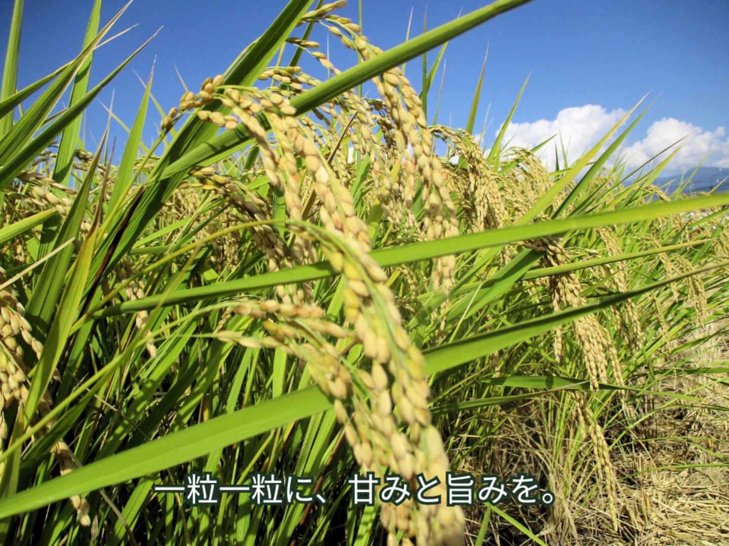 令和8年産】新米5kg！信州松本産コシヒカリ｜特別栽培米・白米：長野県